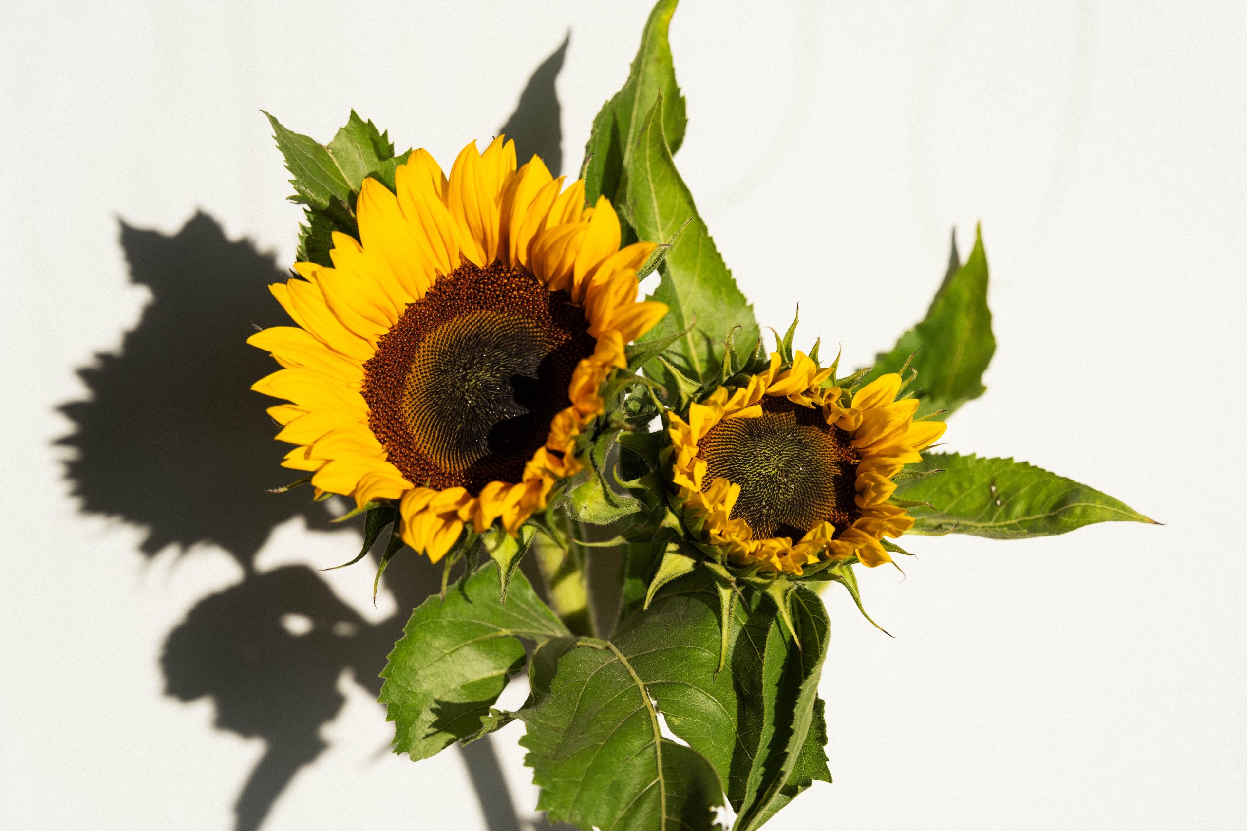 Helianthus Zonnebloem