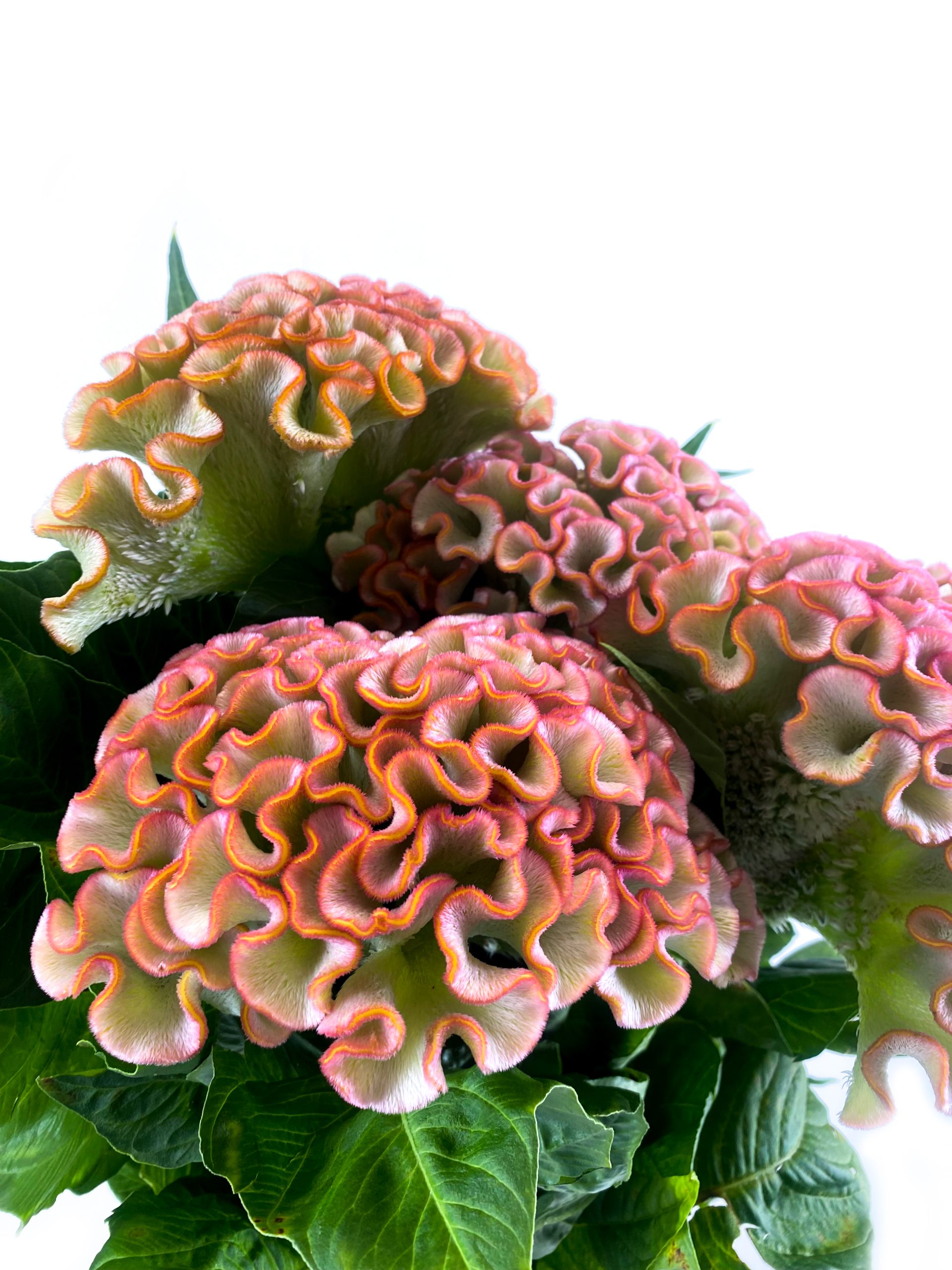 Celosia Extreme Rose Unlimited 1