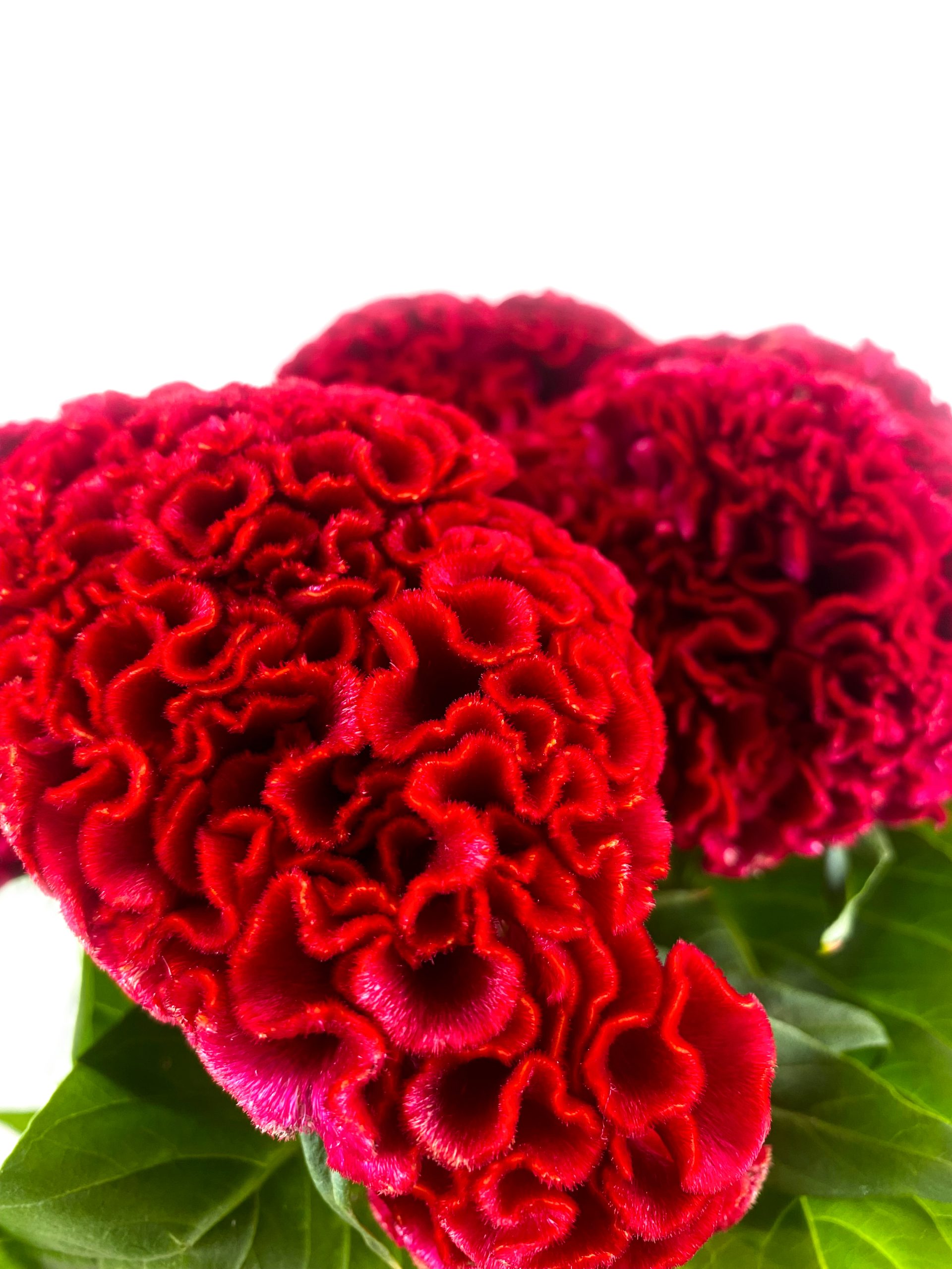 Celosia Red Act Dara 1 Celosia
