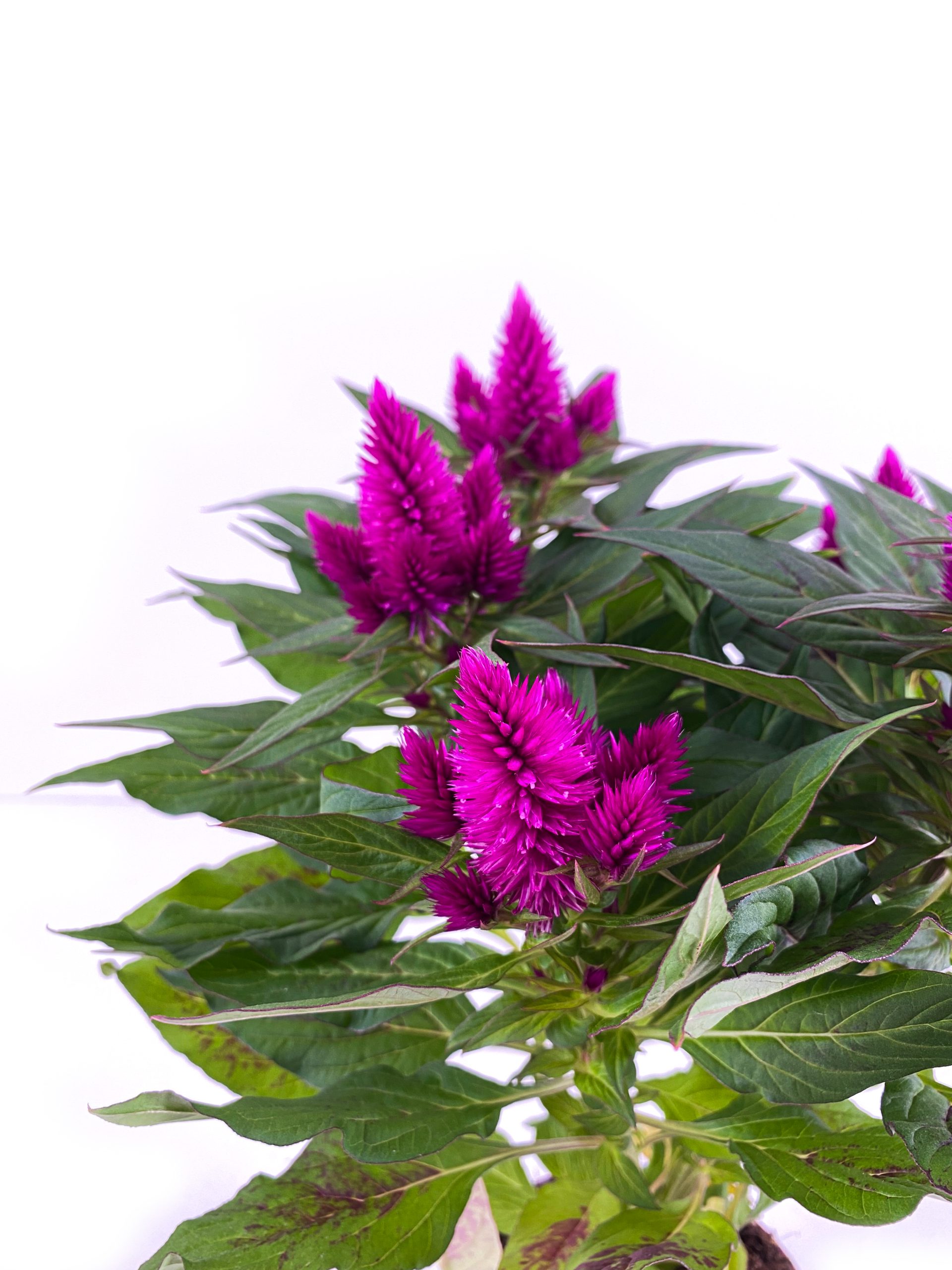 Celosia2