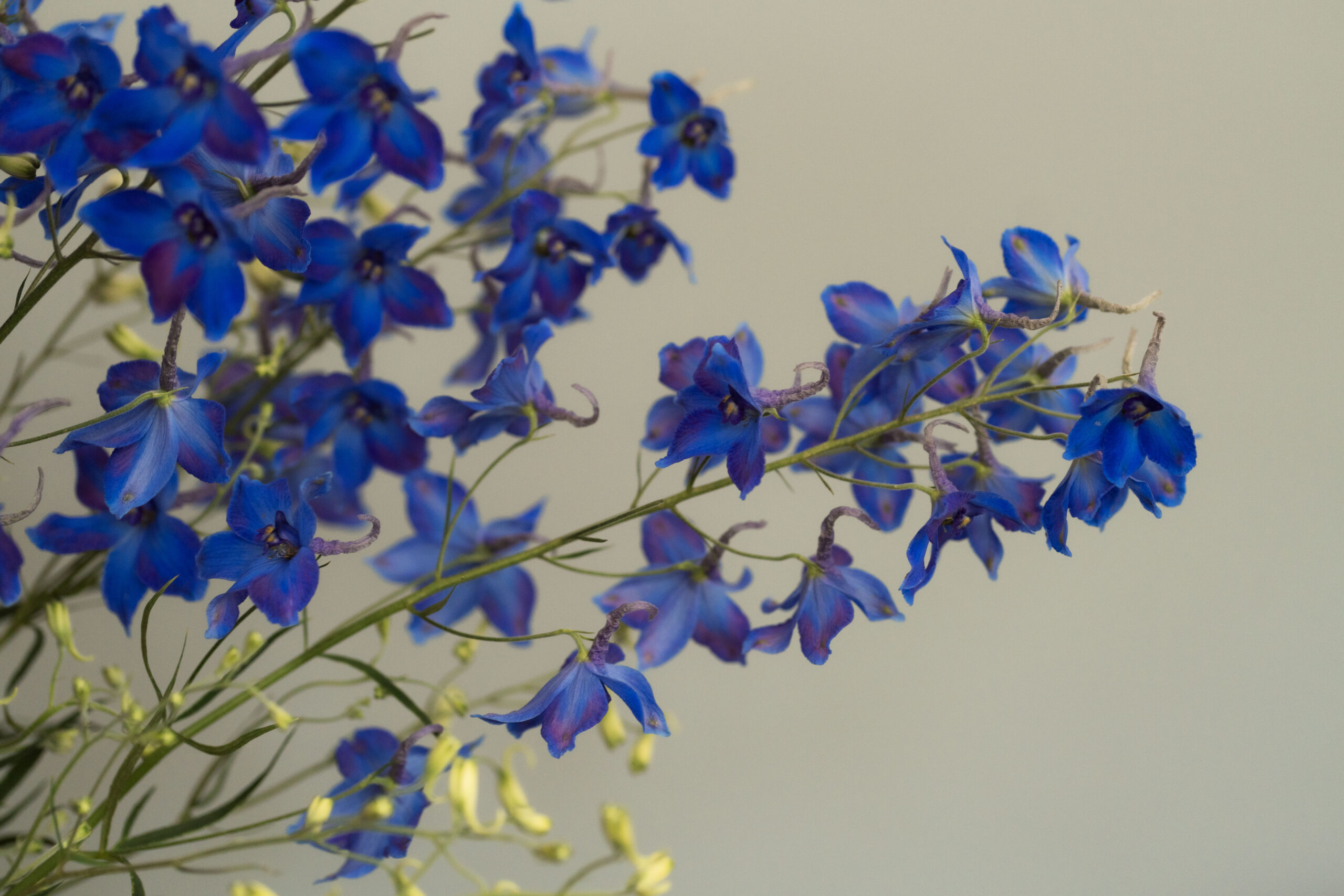 Delphinium-32 Delphinium