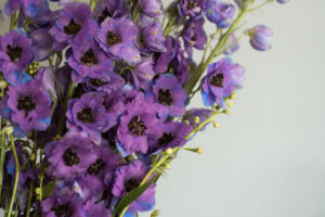 Delphinium