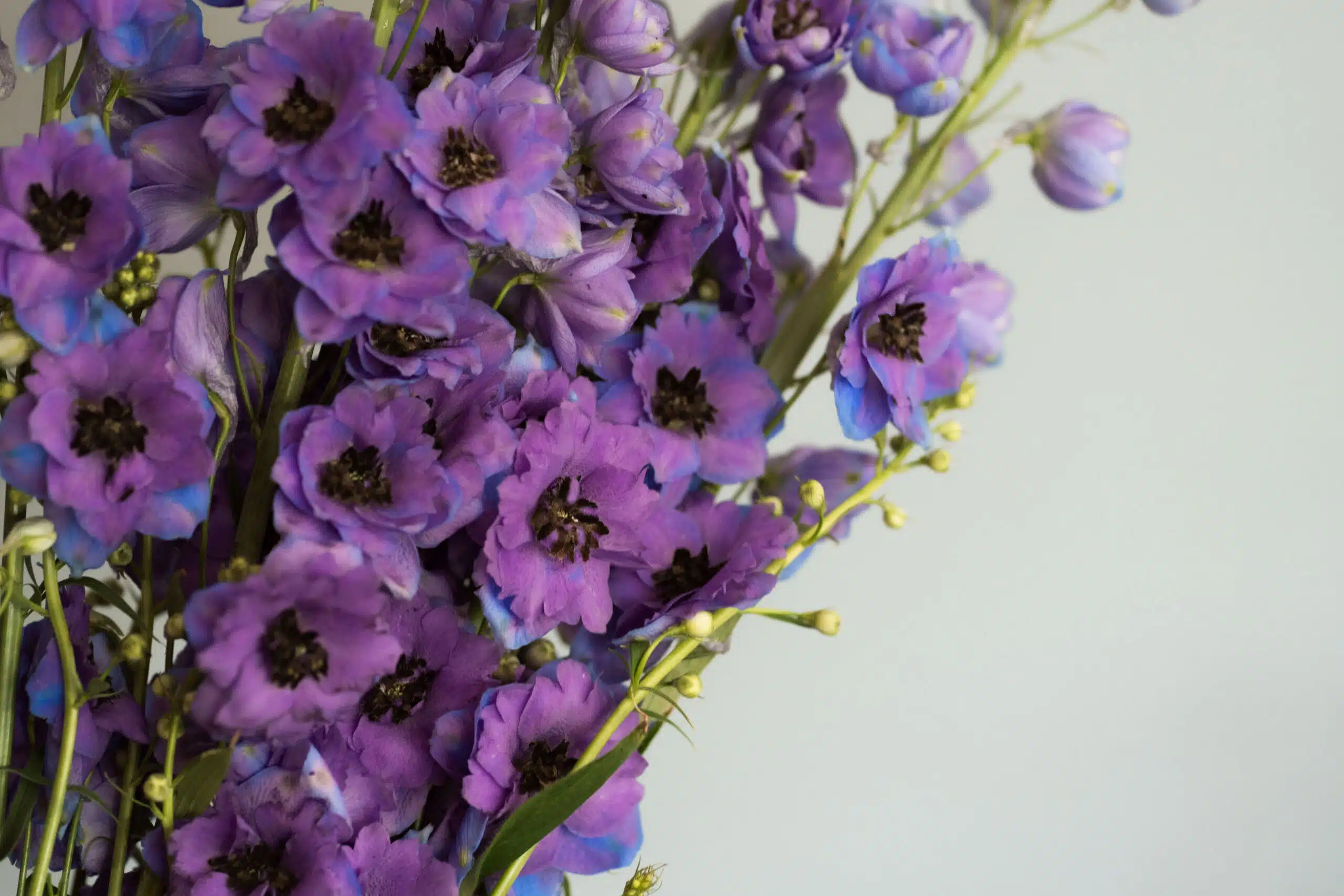 Delphinium