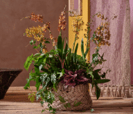 Planten